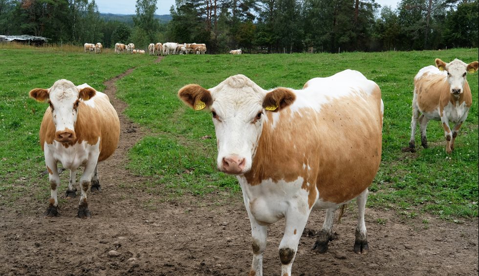 Cows at Sydänmaa farm